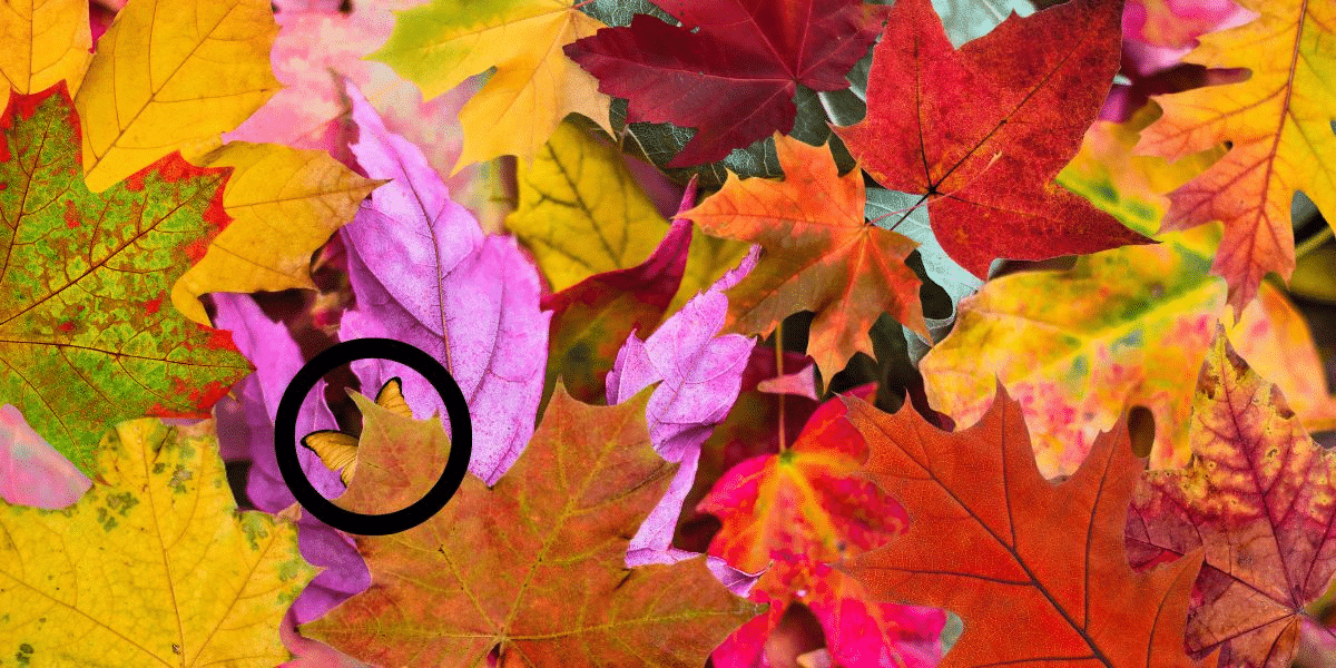 Finden Sie die Schmetterlings-Denkaufgabe: Nur wer einen hohen IQ hat, kann den versteckten Schmetterling in bunten Blättern in weniger als 4 Sekunden entdecken!