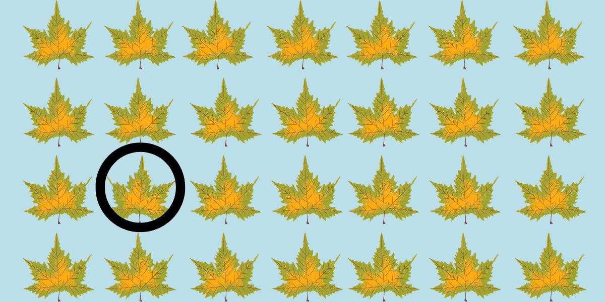 Nur 7 % schaffen es: Finden Sie in weniger als 3 Sekunden die eine oder andere Herausforderung – entdecken Sie das einzigartige Herbstblatt inmitten der Herbstpracht!