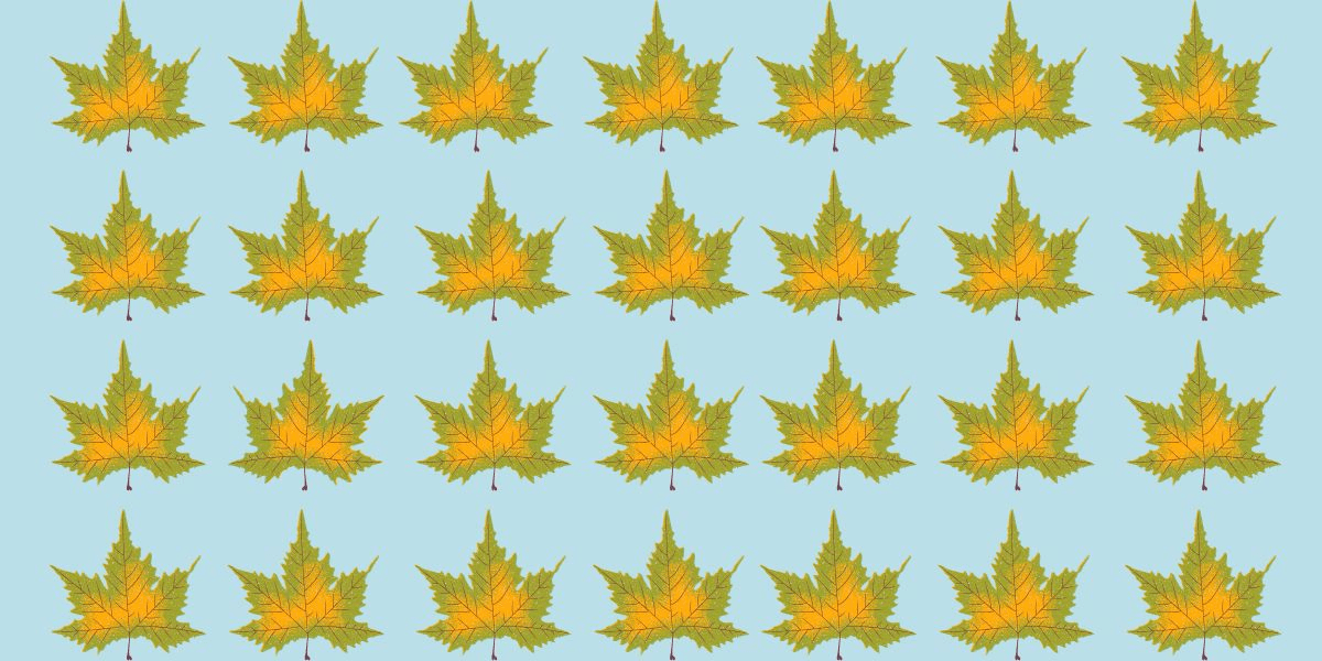 Nur 7 % schaffen es: Finden Sie in weniger als 3 Sekunden die eine oder andere Herausforderung – entdecken Sie das einzigartige Herbstblatt inmitten der Herbstpracht!