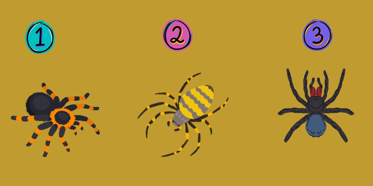 Welches Spinnenbild spricht zu Ihnen? Entdecken Sie Ihre Persönlichkeitsmerkmale mit einem lustigen und aufschlussreichen Test!